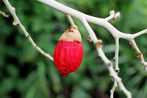 fruit  plant  nature