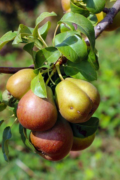 fruit  harvest  pears