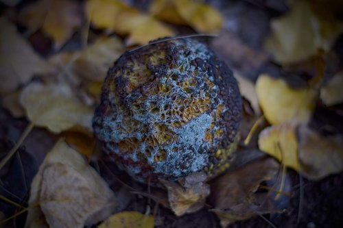 fruit  rock  mushrooms