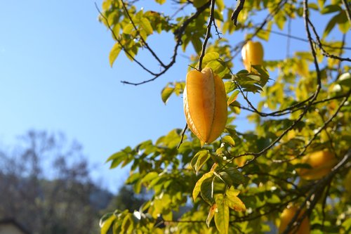 fruit  carom  yellow