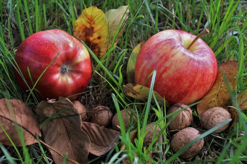 fruit  apples  mature