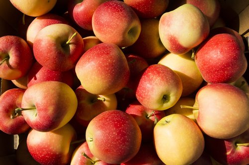 fruit  apple  apples