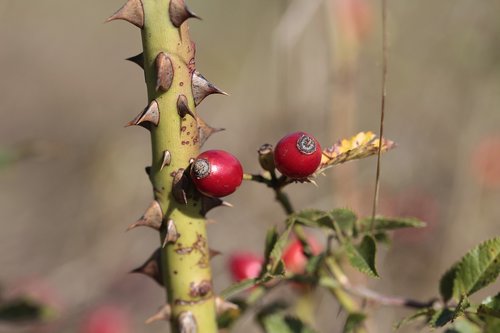 fruit  thorns  nature