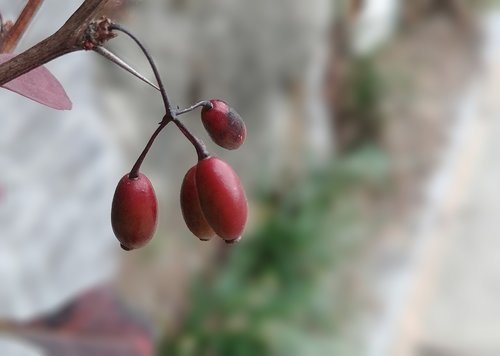 fruit  schisandra  autumn