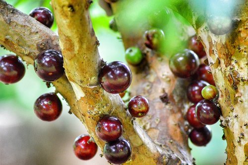 fruit  nature  trees