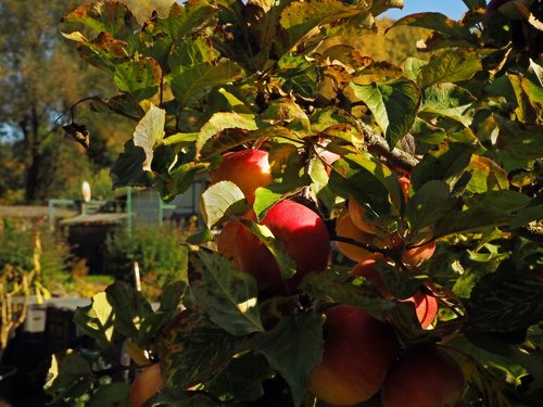 fruit  ripe  apple tree
