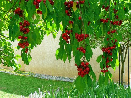 fruit fruit tree cherries
