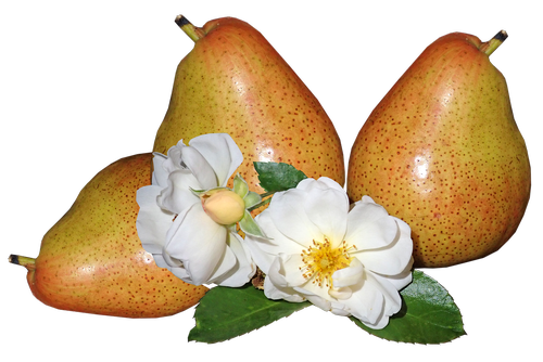 fruit  pears  ripe