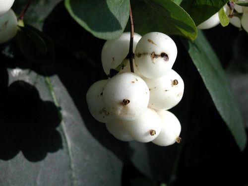 fruit white fruits