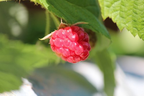 fruit  raspberries  food