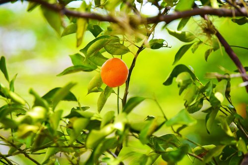 fruit  tangerine  food