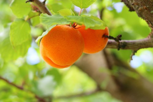 fruit  apricots  nature
