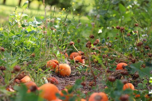 fruit  apricots  nature