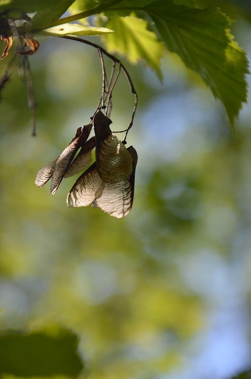 fruit  maple  tree