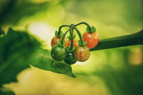 fruit  food  vegetable