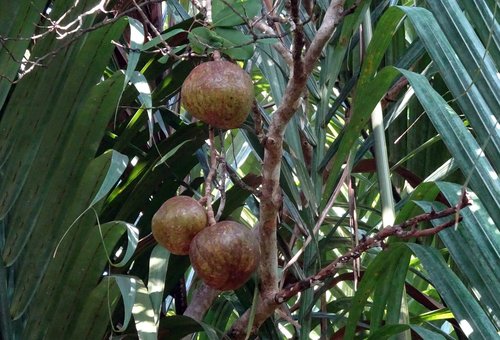 fruit  dhundhul  dhundal tree