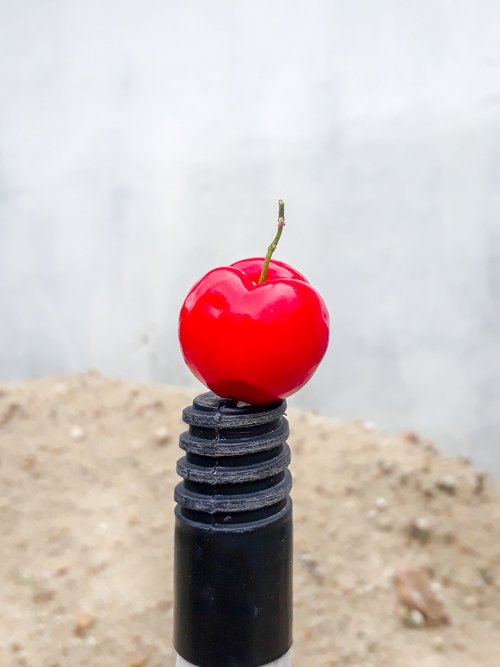 fruit  acerola  brazil