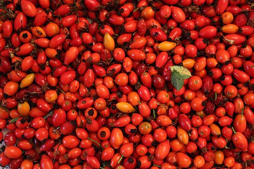 fruit  autumn  red