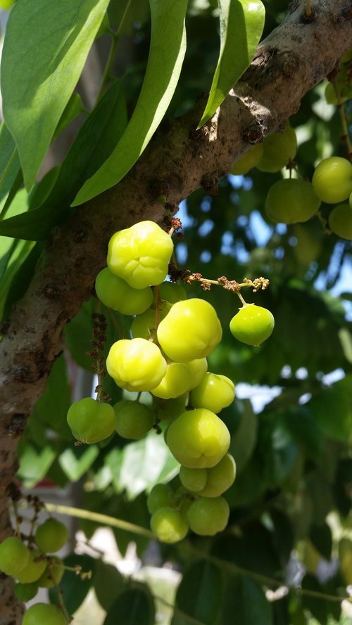 fruit  tree  green