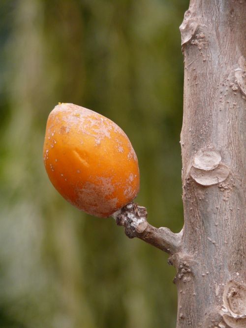 fruit tropical orange