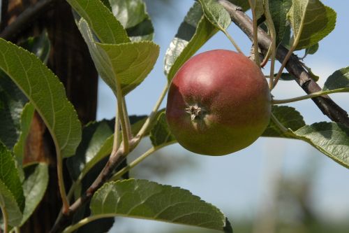 fruit apple fruits