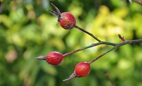 fruit berry red