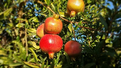 fruit red pomegranate