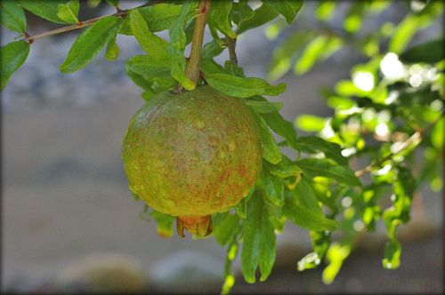fruit pomegranate food