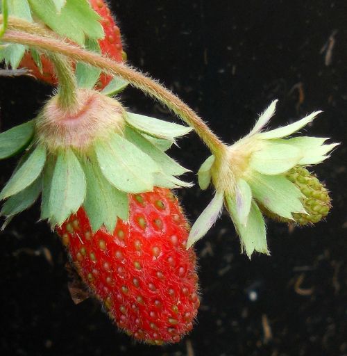 fruit strawberry food