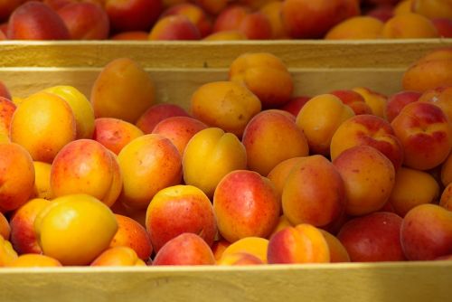 fruit market apricots