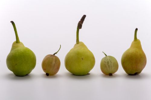 fruit pears macro