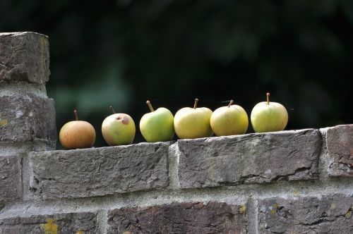 fruit wall summer