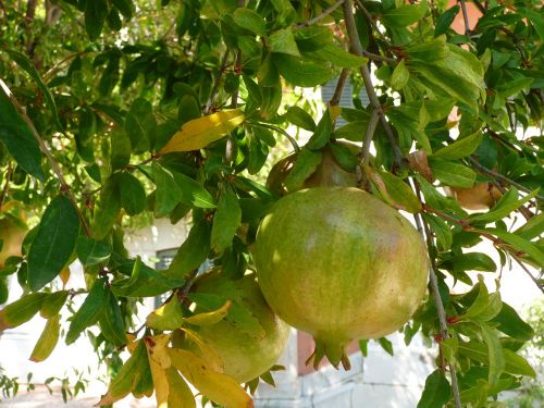 fruit garnet apple france