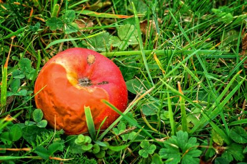 fruit apple autumn