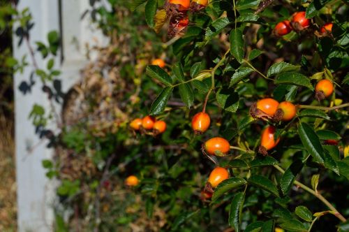 fruit food garden