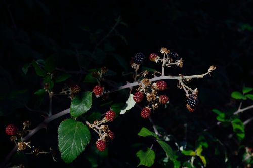 fruit field vegetable