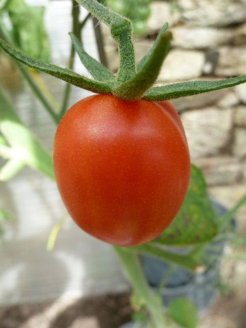 fruit tomato red