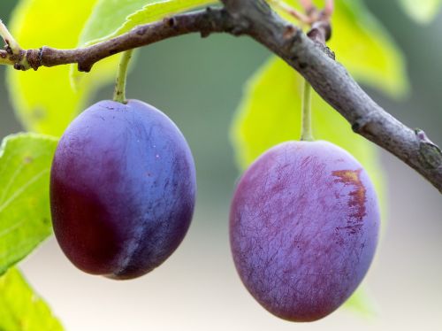 fruit plums ripe