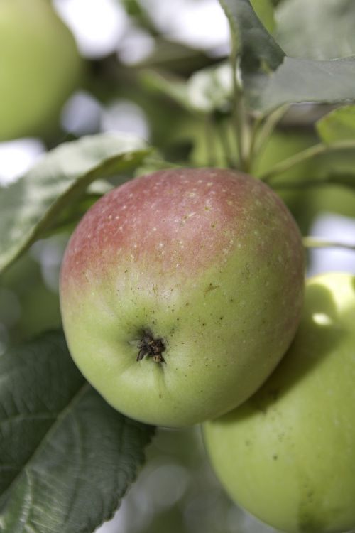 fruit apple food