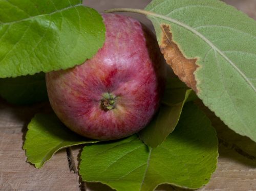 fruit apple leaves