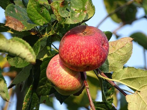 apples fruit autumn