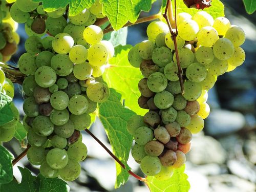fruit grapes wine