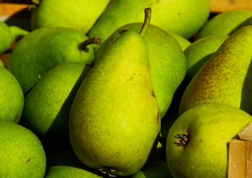 fruit pears garden