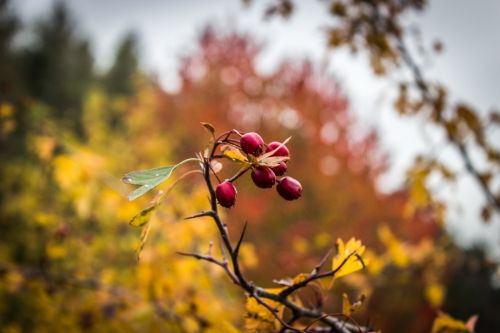 fruit berry red