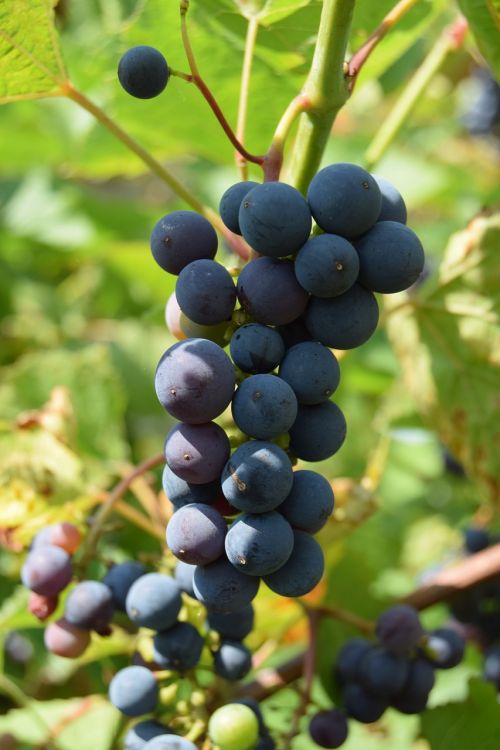 fruit grapes nature