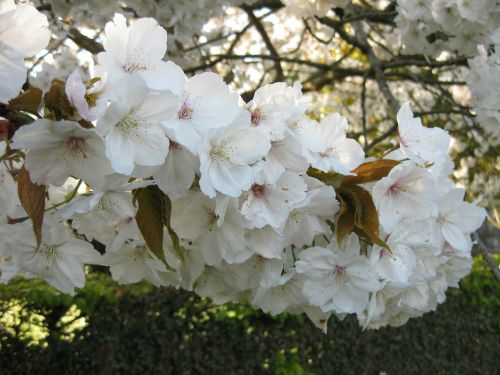 fruit blossom tree fruit tree