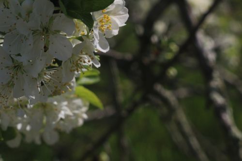 Fruit Blossoms