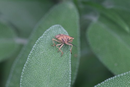 fruit bug  bug  pest