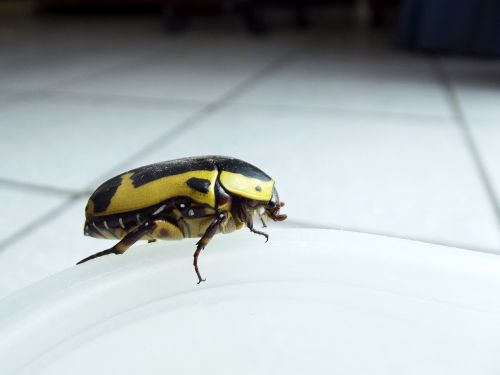 fruit bug beetle yellow