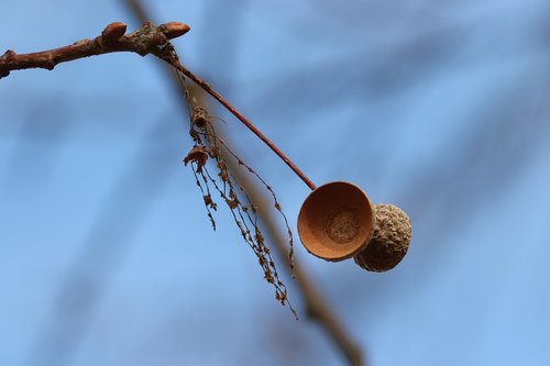 fruit cups  cupula  acorns